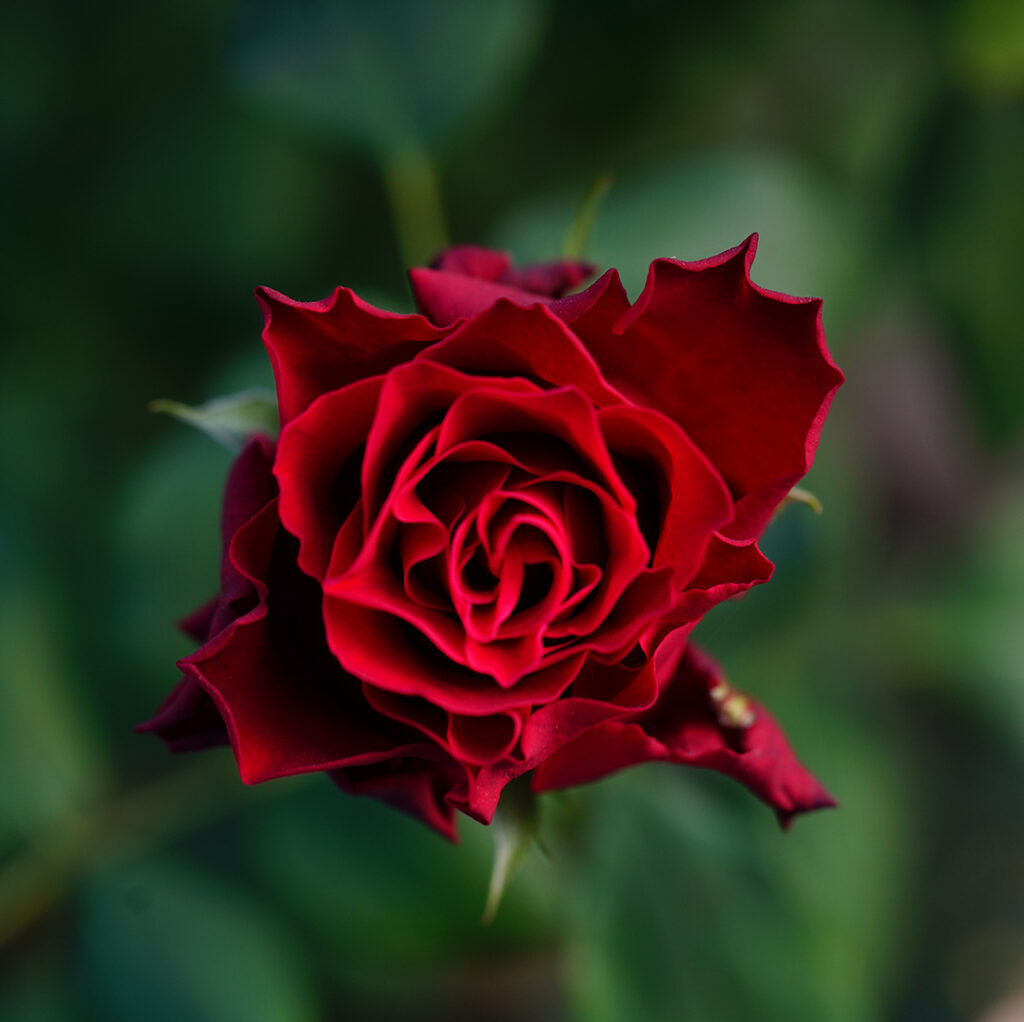 Kesme Güllerin Hikâyesi: Tazeliğin ve Zarafetin Yolculuğu